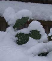Echinocereus viridiflorus in flower