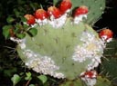 cactus pests