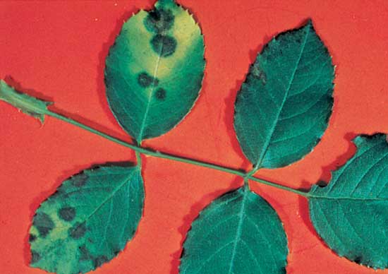 Details on Charcoal Spot