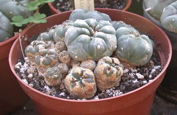 Spider mite on lophophora
