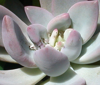 Mealy on Pachyphytum