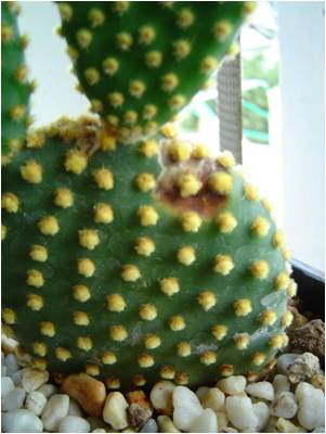 Details on Sunscald Fungus