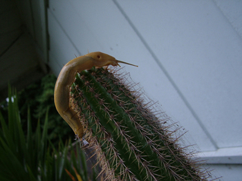 Slug on cactus