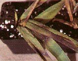 Fusarium on Yucca